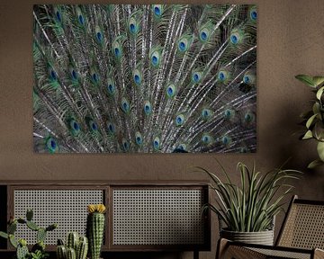 peacok feathers