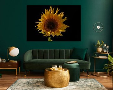 Sonnenblume von Johnny Flash