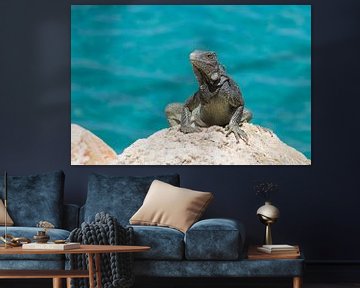 Iguana sunbathing on a rock in Curacao by Joost Winkens