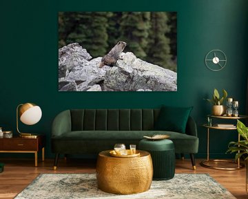 Beaver in Canada Rocky Mountains by Joost Winkens