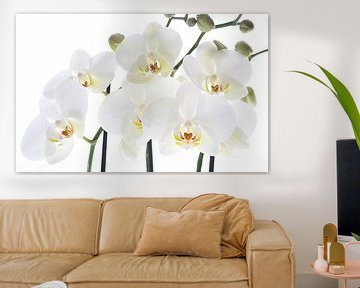 Orchideen von Anita Servaas