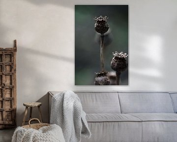 uitgebloeide bloemknop van klaprozen / papaver bollen van KB Design & Photography (Karen Brouwer)
