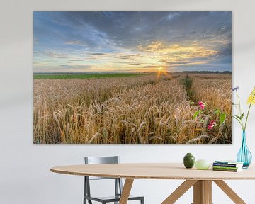 Coucher de soleil dans un champ de maïs sur Michael Valjak