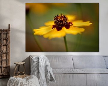 yellow flower by KB Design & Photography (Karen Brouwer)