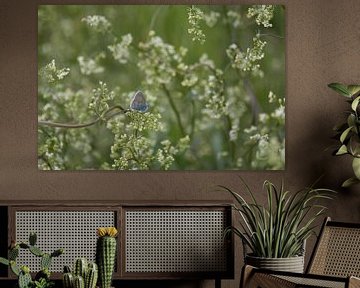 Un papillon bleu dans la fleur des plantes