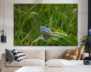 Het mooie blauw van de Icarus blauwtje vlinder van Jolanda de Jong-Jansen