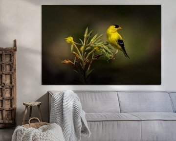 Goldspeiseeis - Gelb-schwarzer Vogel auf grüner Pflanze von Diana van Tankeren