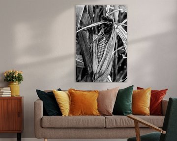 Ready to harvest