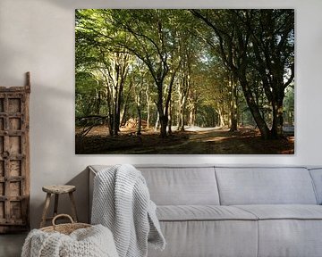 Des arbres qui dansent