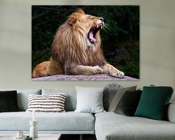 Roaring lion by Marcel van Balken