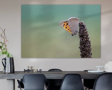 joli papillon sur la tête sur KB Design & Photography (Karen Brouwer)