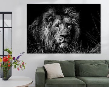 Le lion majestueux en noir et blanc à la recherche d'une proie. sur Joeri Mostmans