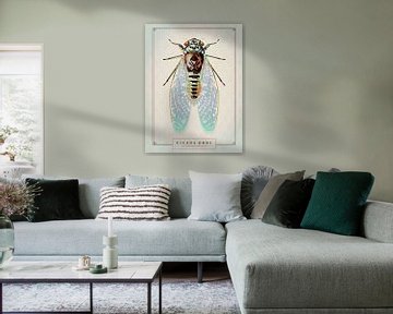 Cicada orni van Gilmar Pattipeilohy