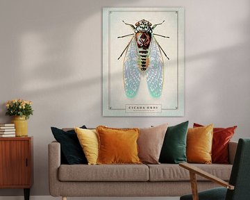 Cicada orni by Gilmar Pattipeilohy