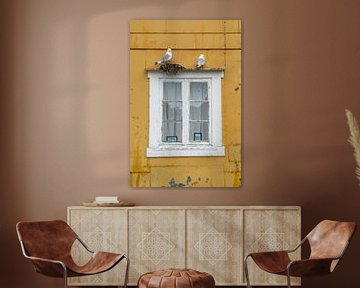 Ochre yellow weathered wall with white frame and nesting seagulls by Axel Weidner