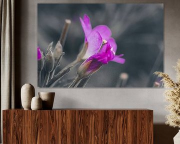 Oleander flower by Lili's Photography