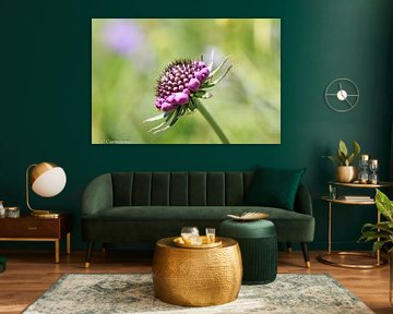 Blume