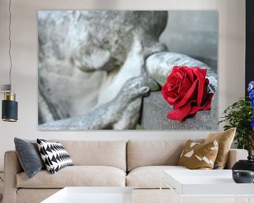 rote Rose , Tod, Friedhof