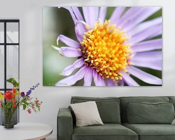 Makroviolett gelbe Blume
