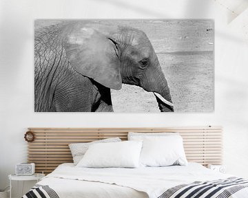 noir et blanc, éléphant, animaux, zoo