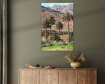palmiers, fuerteventura, vacances