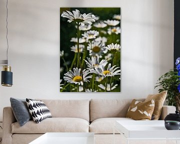 Daisies von Brenda Gonzalez