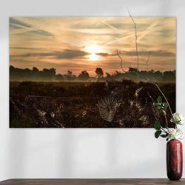 Brouillard et rosée sur les landes au lever du soleil