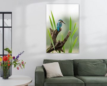 Kingfisher pose