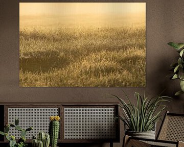 Het frisse gras in de mist kleur goud  in de ochtendzon van Michel Geluk