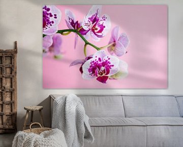 Orchidee tegen een roze achtergrond van C. Nass