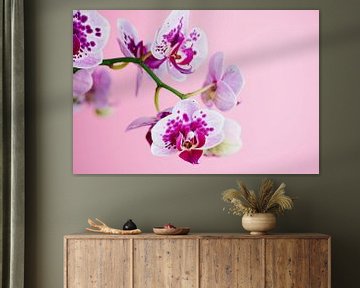 Orchidee tegen een roze achtergrond van C. Nass