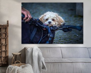 Dog in a pannier by Luc de Zeeuw