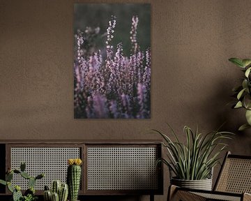 Violettes Heidekraut in Blüte von Michiel Dros