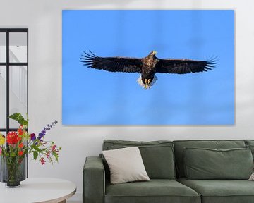 White-tailed eagle or sea eagle hunting in the sky