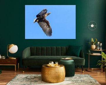 Seeadler oder Seeadler auf der Jagd am Himmel von Sjoerd van der Wal Fotografie