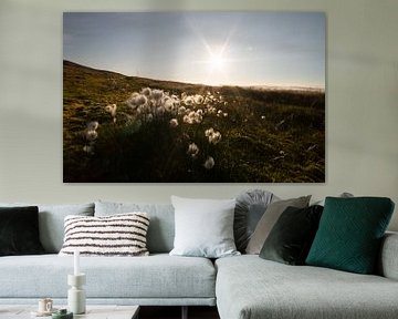 Prairie fleurie sur le Svalbard (coton du Svalbard) sur Kai Müller