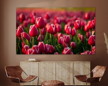 Tulpen velden in de avondzon van Van Renselaar Fotografie