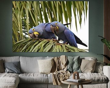 Papegaaien en ara's: Paartje nieuwsgierige hyacinthara's van RKoolspics