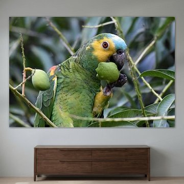 Parrots and macaws: Turquoise-fronted amazon (Turquoise-fronted amazon)