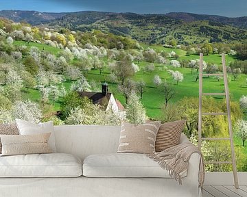 Cherry blossom in Markgräfler Land, Black Forest by Markus Lange