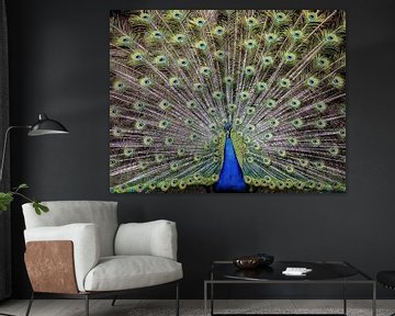 Exquisite peacock by Yvon van der Wijk