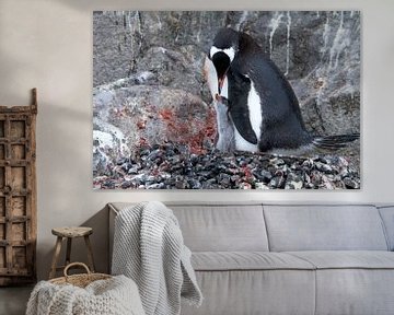Pinguïn met kuiken van Angelika Stern