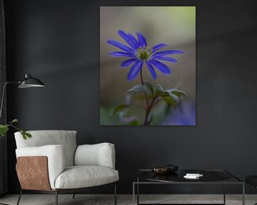 Anemone blanda, blue anemone by John van de Gazelle fotografie