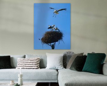 Ooievaarsclash op het nest van Jeroen Lagerwerf