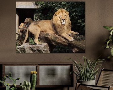 Lion sur Klaas Roos