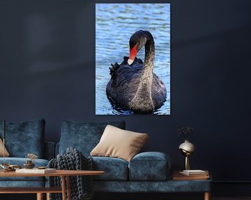 Zwarte zwaan in het water van Bobsphotography