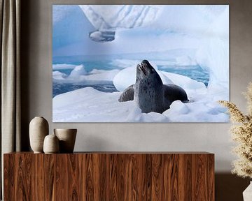 Zeeluipaard op een ijsschots van Angelika Stern
