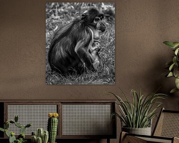 Moeder witkruinmangabey en haar baby van Michelle van den Boom