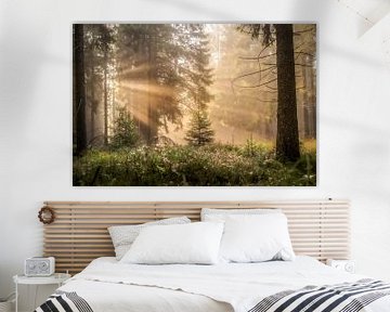 Sonnenstrahlen im Wald von Jeroen Luyckx