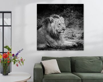 Männlicher Löwe Südafrika Savanne von Johan Schouls